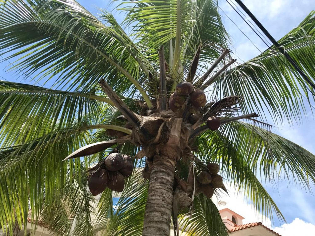 Palm tree outside of our office